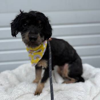 Rescue Maltese Dogs for Adoption in Newberg, Oregon - Rose | PetCurious