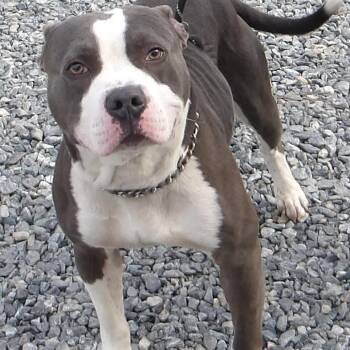 Pit Bull Terrier Dogs Available for Adoption - Gucci | PetCurious