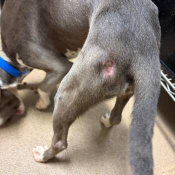 Rodeo -  Mixed Breed Dog for Adoption in Chattanooga, Tennessee - Rodeo | PetCurious