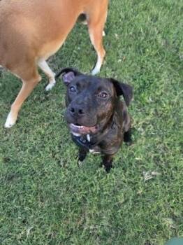 Pit Bull Terrier Dogs Available for Adoption - Alese (155496) (In A Foster Home) | PetCurious