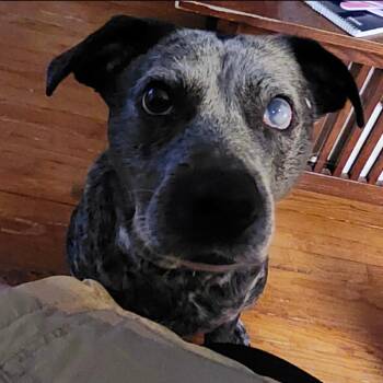 Granger -  Australian Cattle Dog Blue Heeler and Mixed Breed Dog for Adoption in Mooresville, North Carolina - Granger | PetCurious
