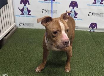 Staffordshire Bull Terrier and Mixed Breed Dogs Available for Adoption in Orlando, Florida - MARY JANE | PetCurious