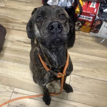 Mulberry -  Cane Corso Dog for Adoption in Newark, New Jersey - Mulberry | PetCurious