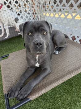 Mastiff Dogs Available for Adoption - Henry | PetCurious