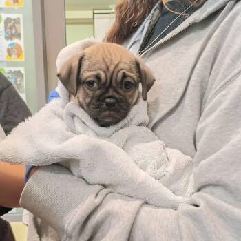 Dapper -  Pug Dog for Adoption in Lynchburg, Virginia - Dapper | PetCurious
