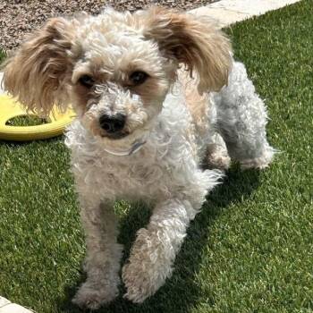 Miniature Poodle Dogs Available for Adoption in Marana, Arizona - MUFFIE  | PetCurious