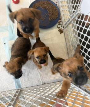 Rocket -  Pekingese and Pomeranian Dog for Adoption in Grafton, Wisconsin - Rocket | PetCurious