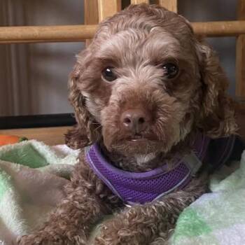 Miniature Poodle Dogs Available for Adoption - Dolly | PetCurious
