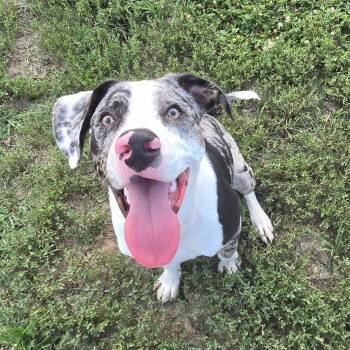 Rescue Australian Shepherd and Dalmatian Dogs for Adoption in Mounds, Oklahoma - Gene | PetCurious