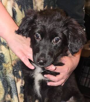 Labrador Retriever and Australian Shepherd Dogs Available for Adoption in Bloomsdale, Missouri - Paloma | PetCurious