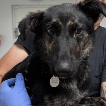 Cher -  Mixed Breed and Shepherd Dog for Adoption in Salt Lake City, Utah - Cher | PetCurious