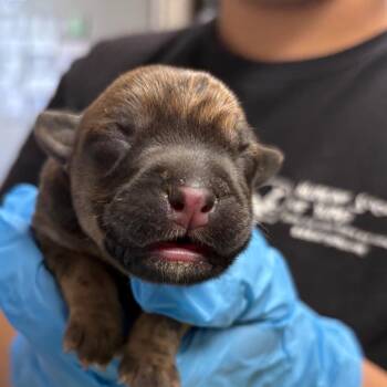 Mixed Breed Dogs Available for Adoption in Yuma, Arizona - Percy | PetCurious