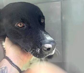 Labrador Retriever and Mixed Breed Dogs Available for Adoption in Houston, Texas - A656978 | PetCurious