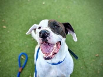 Rescue American Bulldog and Treeing Walker Coonhound Dogs for Adoption in Orlando, Florida - DECHLAN | PetCurious