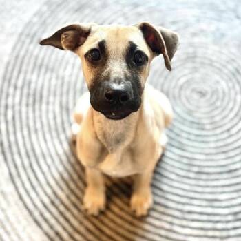 Pumpkin -  Shepherd and Mixed Breed Dog for Adoption in Cedarburg, Wisconsin - Pumpkin | PetCurious
