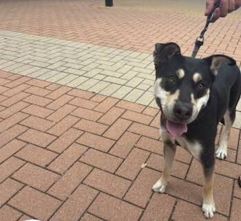 Siberian Husky and Labrador Retriever Dogs Available for Adoption - Koozie | PetCurious