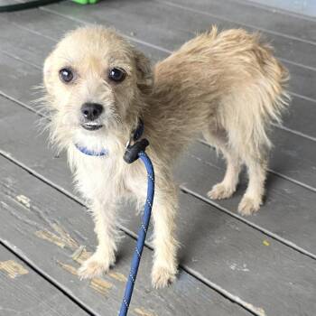 Elara -  Wirehaired Terrier Dog for Adoption in West Islip, New York - Elara | PetCurious