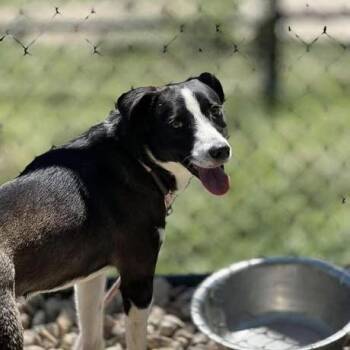 Spaz -  Border Collie and Mixed Breed Dog Available for Adoption in Brock, Texas - Spaz | PetCurious