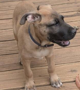 Whiskey Blessing: Not at shelter (Missy) -  Belgian Shepherd Malinois Dog for Adoption in Rustburg, Virginia - Whiskey Blessing: Not At Shelter (Missy) | PetCurious