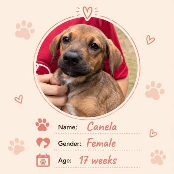 Canela -  Dachshund Dog for Adoption in New York, New York - Canela | PetCurious