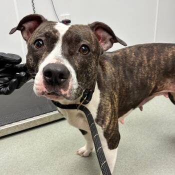 Dulcie -  Terrier Dog for Adoption in Abilene, Texas - Dulcie | PetCurious