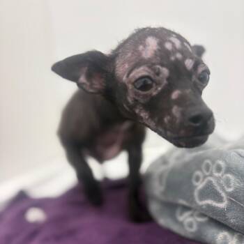 Chuckles -  Chihuahua and Pug Dog for Adoption in St. Augustine, Florida - Chuckles | PetCurious