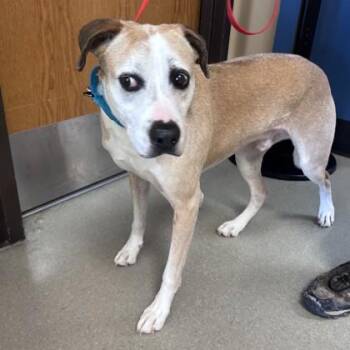 Leonardo -  Boxer and Mixed Breed Dog for Adoption in Merriam, Kansas - Leonardo | PetCurious
