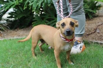 Rescue Chihuahua and Dachshund Dogs for Adoption in Brunswick, Georgia - Vivienne James | PetCurious