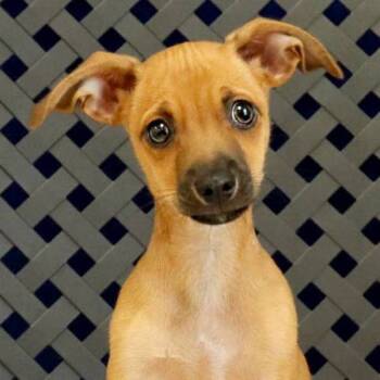 Rescue Chihuahua Dogs for Adoption in Fort Davis, Texas - Gary | PetCurious