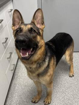 Rescue German Shepherd Dog Dogs for Adoption in Orland Hills, Illinois - Pluto | PetCurious