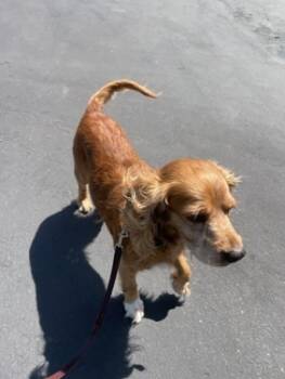 Rescue Cocker Spaniel Dogs for Adoption in Jamestown, California - Rooster | PetCurious