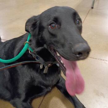 Black Labrador Retriever and Shepherd Dogs Available for Adoption in Tulsa, Oklahoma - Foster - Young Lab/Shepard Mix | PetCurious