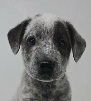Australian Cattle Dog Blue Heeler and Australian Shepherd Dogs Available for Adoption - Fabian | PetCurious