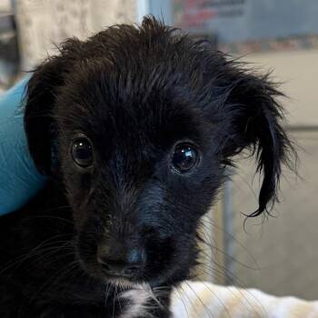 109052 -  Mixed Breed Dog for Adoption in Las Cruces, New Mexico - 109052 | PetCurious