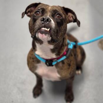 Moon -  Mixed Breed Dog for Adoption in Sarasota, Florida - Moon | PetCurious