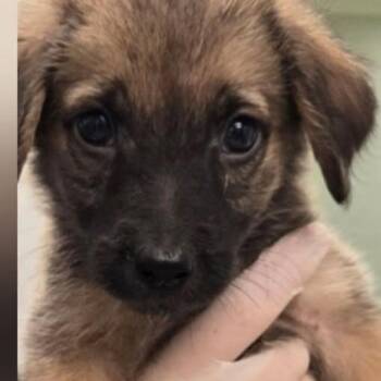 Amber -  Mixed Breed Dog for Adoption - Amber | PetCurious