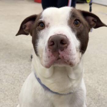 Terrier Dogs Available for Adoption in Valparaiso, Indiana - Milton | PetCurious