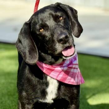 Delta -  Basset Hound and Mixed Breed Dog for Adoption in Hondo, Texas - Delta | PetCurious
