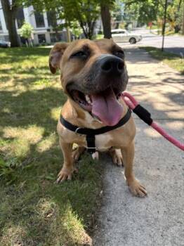 Spice -  Mixed Breed Dog for Adoption - Spice | PetCurious
