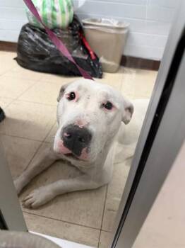 Bull Terrier and Pit Bull Terrier Dogs Available for Adoption in Stockton, California - LYRA | PetCurious