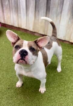 Siggie -  Mixed Breed Dog for Adoption in Eugene, Oregon - Siggie | PetCurious
