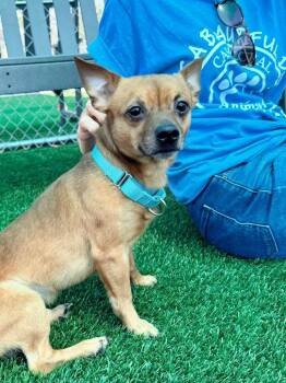 Craig -  Chihuahua and Mixed Breed Dog for Adoption in Cape Coral, Florida - Craig | PetCurious