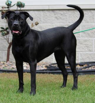 Rescue Boxer Dogs for Adoption in Portage, Wisconsin - Phanta | PetCurious