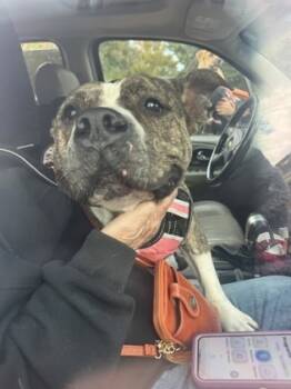 Rescue Mixed Breed Dogs for Adoption in Chamblee, Georgia - Olanta | PetCurious