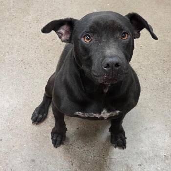 Pit Bull Terrier Dogs Available for Adoption - Lily | PetCurious