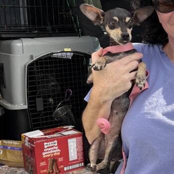 Roo -  Mixed Breed and Chihuahua Dog for Adoption in Rockville, Maryland - Roo | PetCurious
