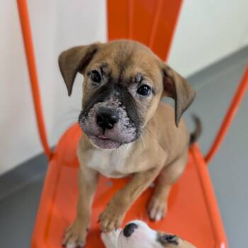 Puppy Chow -  Mixed Breed Dog for Adoption in Cape Girardeau, Missouri - Puppy Chow | PetCurious