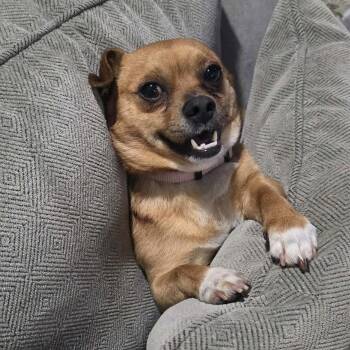 Chihuahua Dogs Available for Adoption - Scrappy Doo | PetCurious