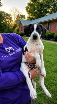 Ben -  Beagle and Australian Cattle Dog Blue Heeler Dog for Adoption in Medfield, Massachusetts - Ben | PetCurious