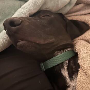 Euan -  Black Labrador Retriever and Mixed Breed Dog for Adoption in Fredericksburg, Virginia - Euan | PetCurious